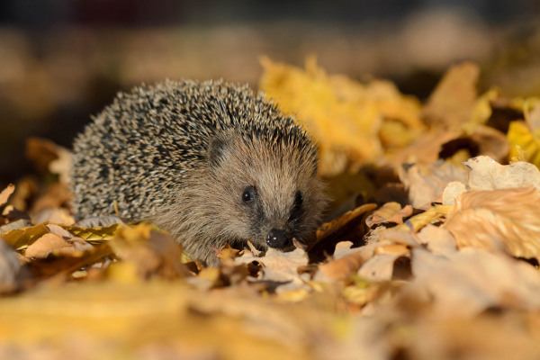 Ein Europäischer Igel sitzt im bunten Herbstlaub auf dem Boden.