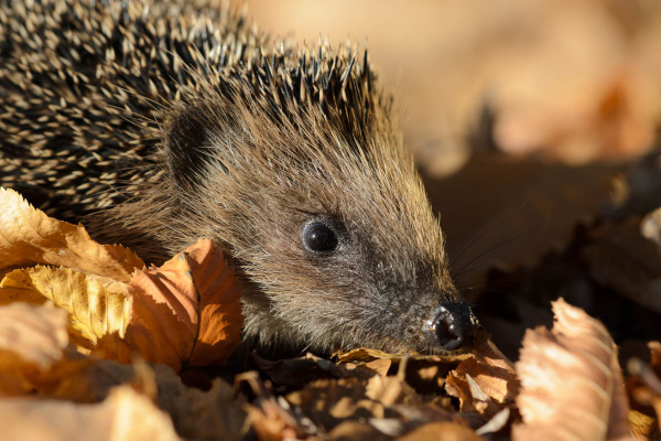 Ein Europäischer Igel liegt in herbstlichen Blättern und blickt zur Seite.