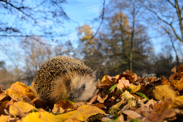 Ein Europäischer Igel sucht im Herbstlaub nach Nahrung.