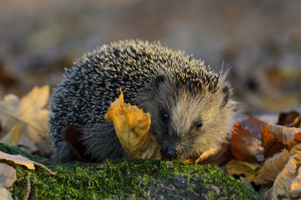 Ein Braunbrustigel sitzt im herbstlichen Laub und blickt leicht nach vorne.