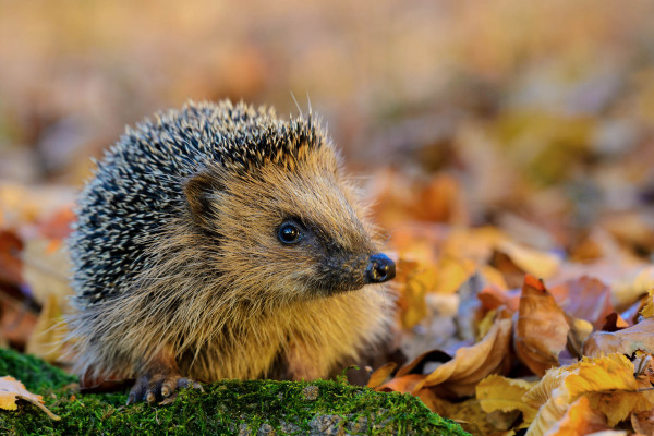 Europäischer Igel mit Stacheln im Herbstlaub auf dem Boden.
