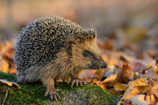 Ein stacheliger westlicher Braunbrustigel auf moosbedecktem Boden im Herbstlaub.
