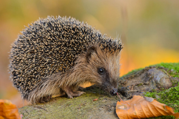 Ein Igel sitzt auf einem mit Moos bedeckten Baumstamm neben herbstlichen Blättern.