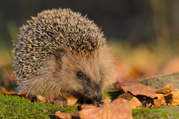 Ein Europäischer Braunbrustigel im Herbstlaub, seitlich betrachtet.