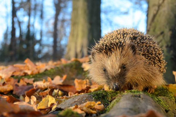 Europäischer Igel auf moosbewachsenem Baumstamm im Herbstlaub.