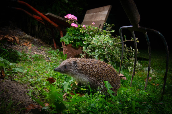 Ein Europäischer Igel im grünen Garten neben einer Mistgabel.