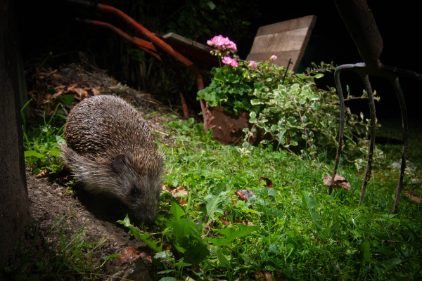 Ein Europäischer Igel sucht nachts im Garten nach Nahrung zwischen Pflanzen.