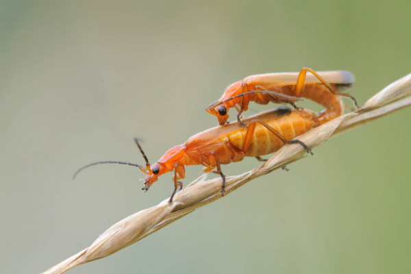 Zwei orangefarbene Weichkäfer bei der Paarung auf einem Grashalm.