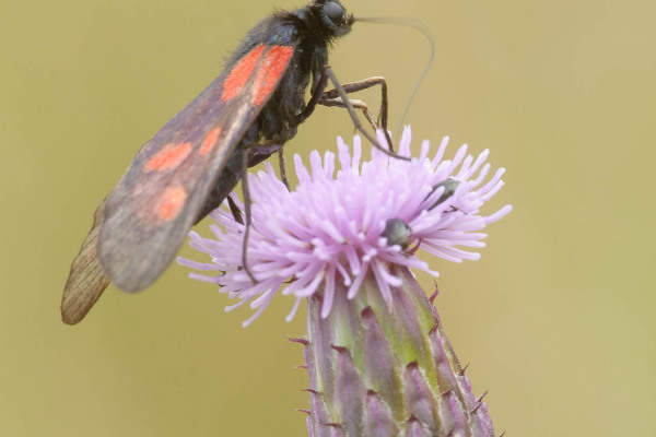 Ein Sechsfleck-Widderchen sitzt auf einer violetten Blüte.