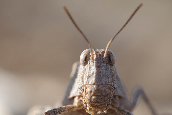 Nahaufnahme einer sandfarbenen Heuschrecke mit charakteristischen blau gefärbten Flügeln.