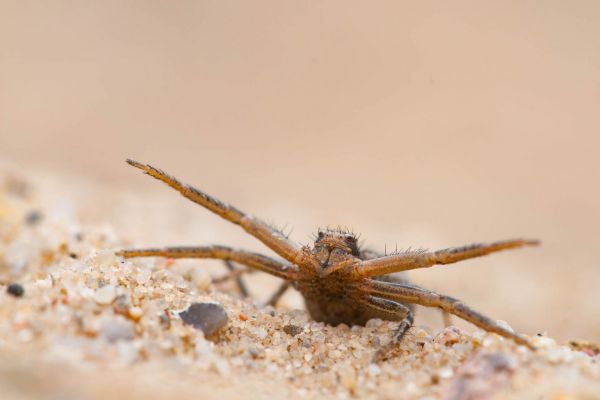 Nahaufnahme einer Kräuseljagdspinne auf sandigem Untergrund.