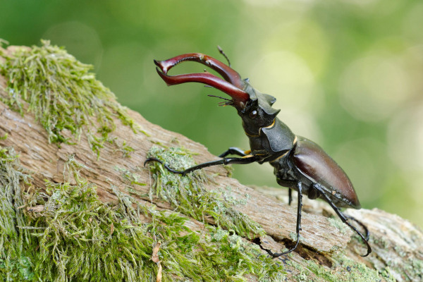 Ein männlicher Hirschkäfer mit großen Mandibeln auf einem moosigen Holzstück.