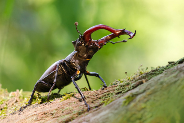 Männlicher Hirschkäfer mit großen Mandibeln auf einem Baumstamm.