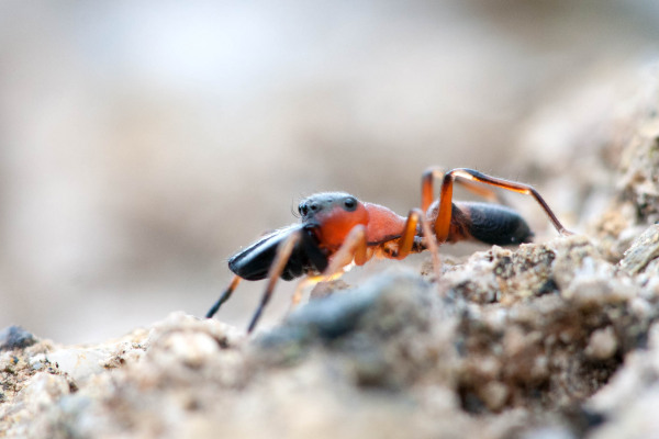 Ameisenspringspinne krabbelt über felsigen Boden und imitiert Ameisen.