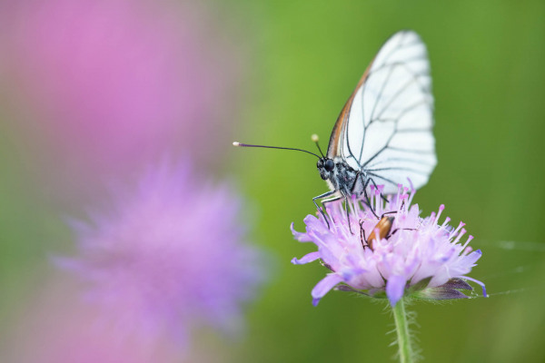 Baum-Weißling auf einer blühenden lila Blume in natürlicher Umgebung.