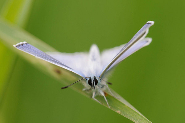 Frontalansicht eines blauen Bläulings auf einem Grasblatt vor grünem Hintergrund.