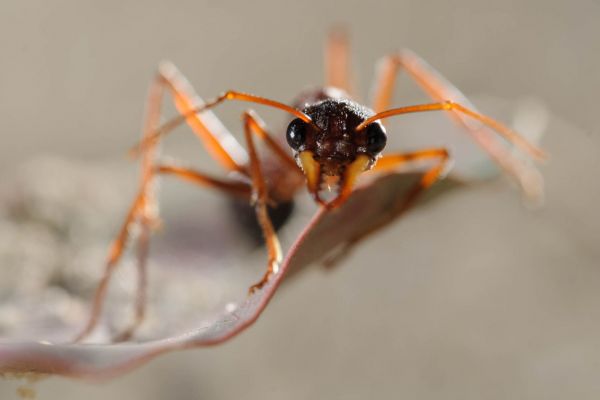Nahaufnahme einer Bulldogameise mit deutlich erkennbaren Augen und Antennen, Australien.