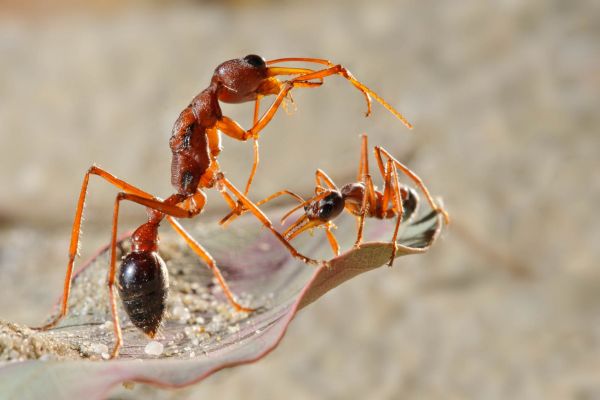 Zwei rote Bulldoggenameisen begegnen sich auf einem Blatt.