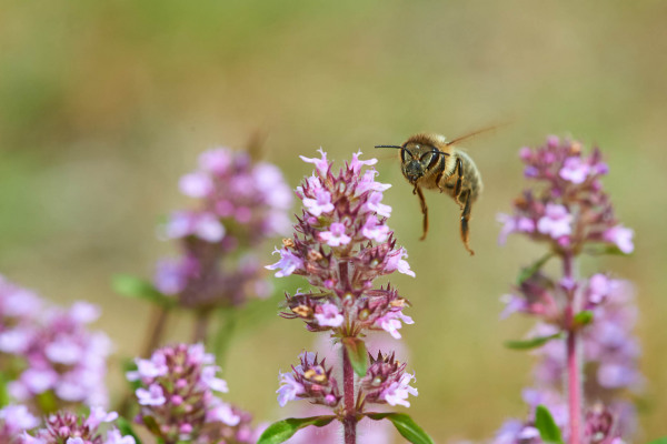 Honigbiene sammelt Nektar an lila Thymianblüten inmitten von Blüten.