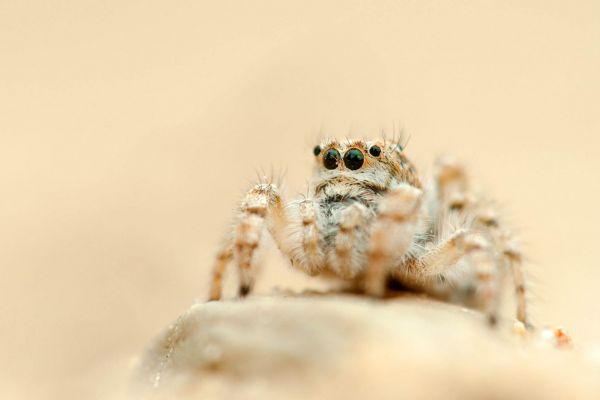 Nahaufnahme einer Dünen-Springspinne auf sandigem Untergrund, Augen vorne.