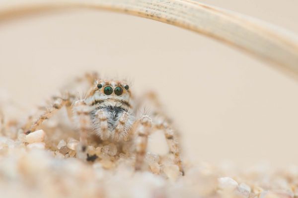 Dünen-Springspinne auf sandigem Untergrund, frontal aufgenommen.
