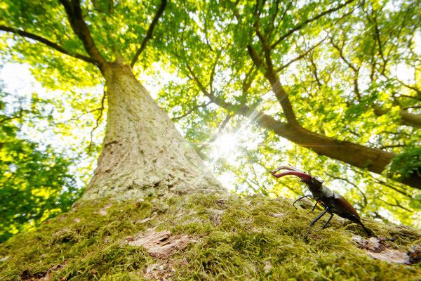 Hirschkäfer mit großen Mandibeln an moosbedecktem Baumstamm im Wald.