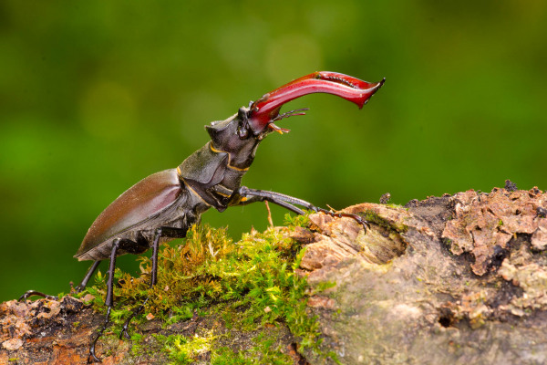 Hirschkäfer mit großen Kiefern auf einem Baumstamm mit Moos.