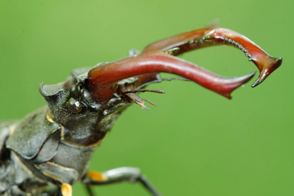 Nahaufnahme eines Hirschkäfers mit großen, rötlichen Mandibeln auf grünem Hintergrund.