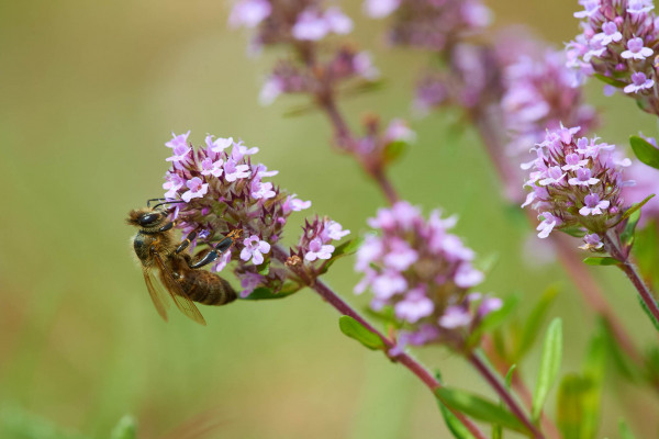 Honigbiene bestäubt lila Thymianblüte im Freien.