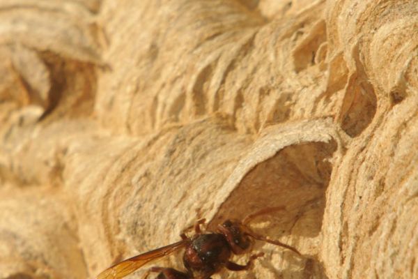 Hornisse auf einer Wabenstruktur in Nahaufnahme