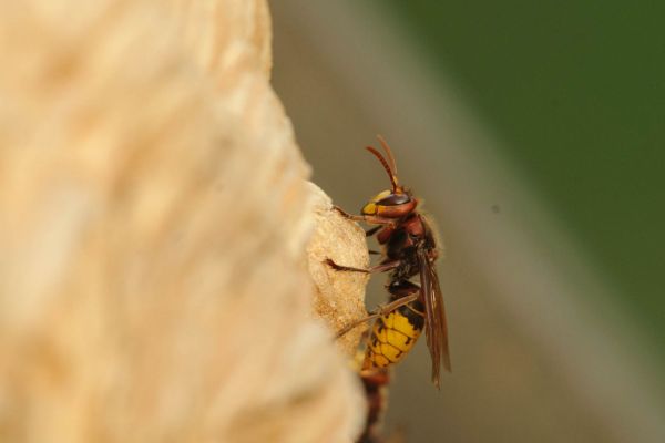 Hornisse nagt an einer hellen Holzoberfläche.