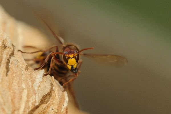 Europäische Hornisse, Vespa crabro, an Baumrinde, Nahaufnahme