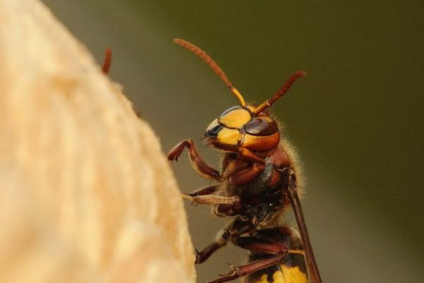 Nahaufnahme einer Hornisse, die an Rinde nagt.