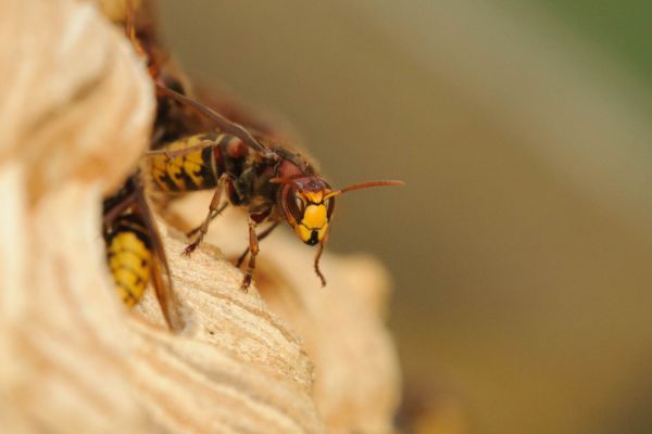 Nahaufnahme einer europäischen Hornisse am Eingang ihres Nestes aus Holz.