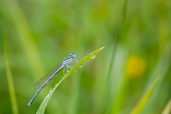 Prachtlibelle sitzt auf Grashalm mit Tautropfen im Grünen.