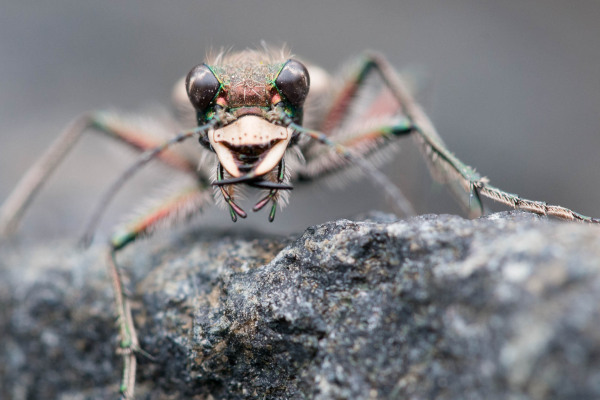 Ein Sandlaufkäfer (Cicindela sylvicola) auf einem Stein in Nahaufnahme.
