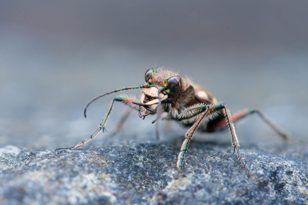 Sandlaufkäfer Cicindela sylvicola bewegt sich auf grauem Fels.