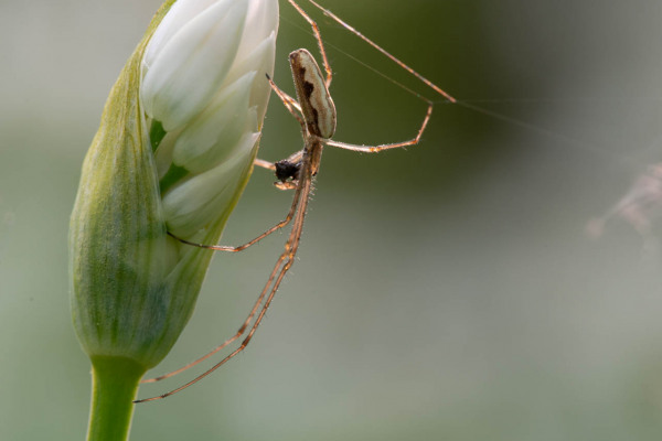Spinne sitzt auf einer noch geschlossenen Bärlauchblüte mit langgestreckten Beinen.