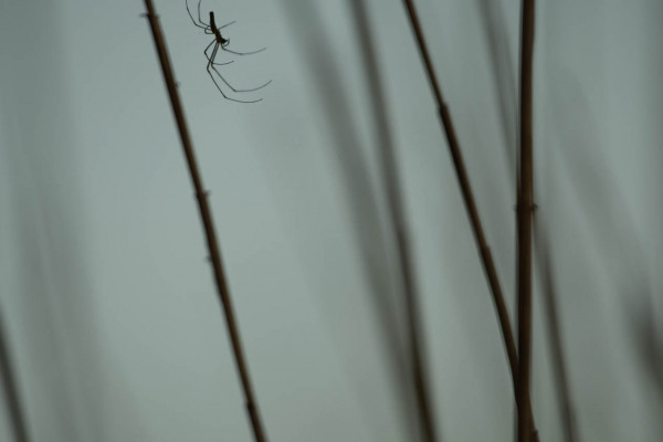 Silhouette einer Spinne zwischen Schilfrohren im Abendlicht.