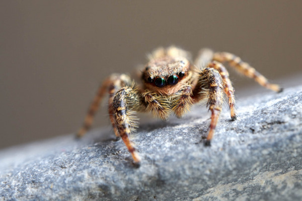 Nahaufnahme einer Springspinne auf einem grauen Untergrund, mit detaillierter Ansicht ihrer Augen und Beine.