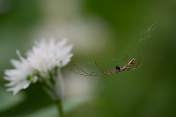 Spinne der Familie Tetragnathidae webt ein Netz neben blühendem Bärlauch.