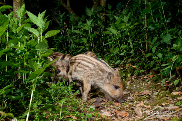 Zwei Frischlinge im Wald mit gestreiftem Fell im Unterholz.