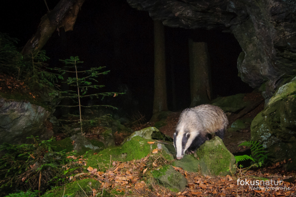 Ein Europäischer Dachs auf moosigen Felsen in einem Wald bei Nacht.