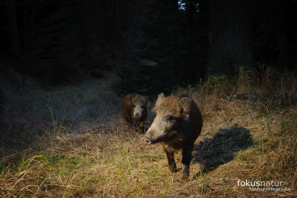 Zwei Wildschweine durchstreifen einen Wald im Abendlicht.