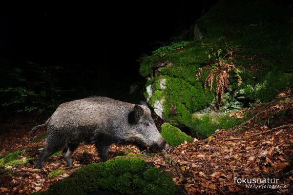 Wildschwein durchstreift moosbedeckten Wald, seitliche Ansicht.