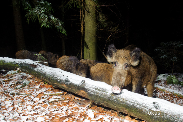 Eine Gruppe Wildschweine im verschneiten Wald, eines im Vordergrund.