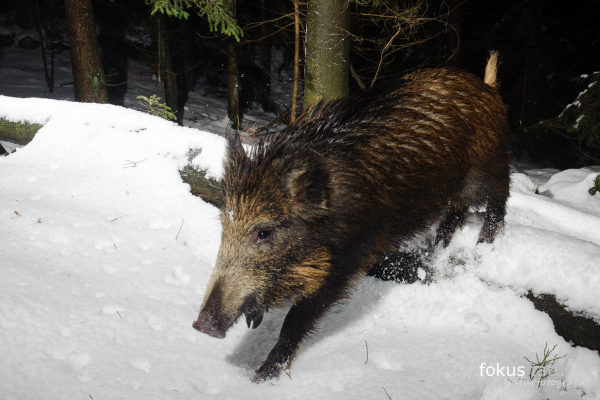 Ein Wildschwein läuft durch einen schneebedeckten Wald.