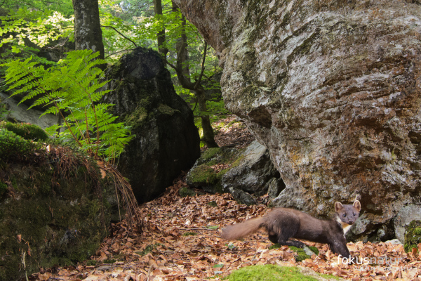 Ein Europäischer Baummarder steht auf einem Waldweg zwischen Felsen.