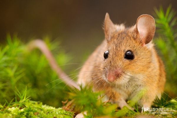 Eine Waldmaus sitzt auf moosigem Boden und blickt vorsichtig umher.
