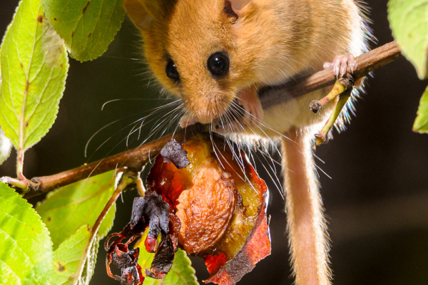 Eine Haselmaus frisst an einer Zwetschge auf einem Ast.